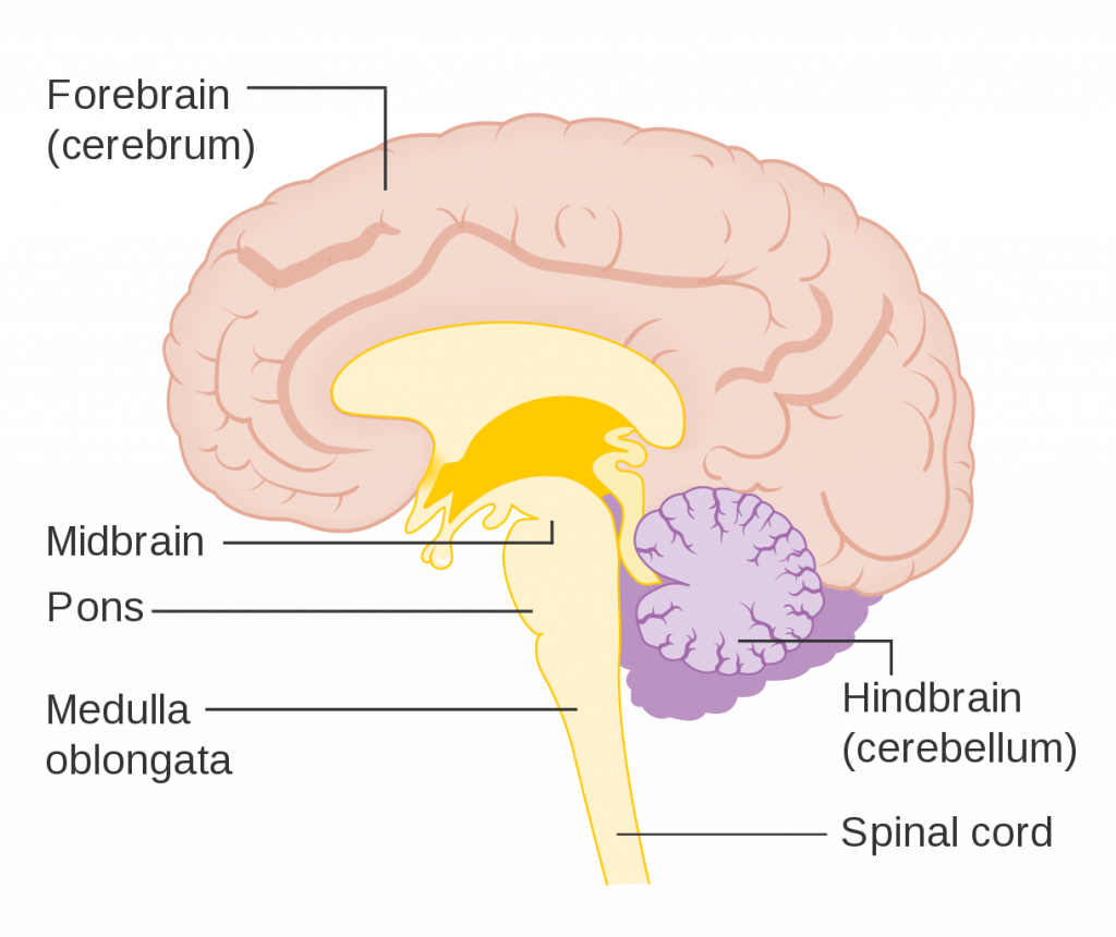 Brain Ultimate Guide To The Brain For AP Psychology Brain Ultimate Guide To The Brain For AP Psychology