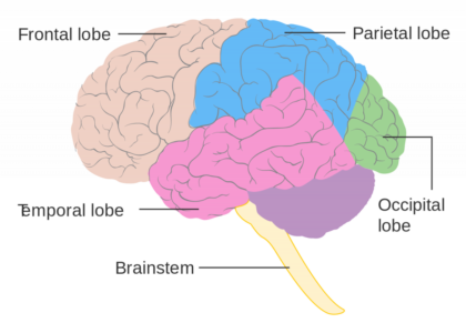 Brain Ultimate Guide To The Brain For AP Psychology