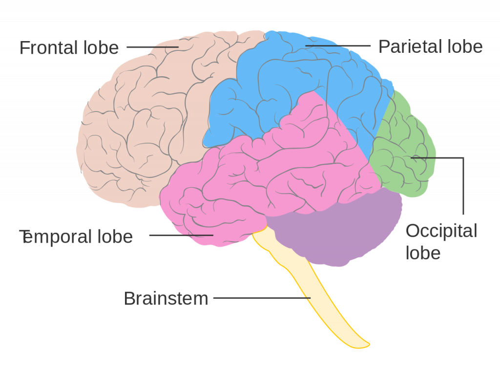 Brain Ultimate Guide To The Brain For AP Psychology Brain Ultimate Guide To The Brain For AP Psychology