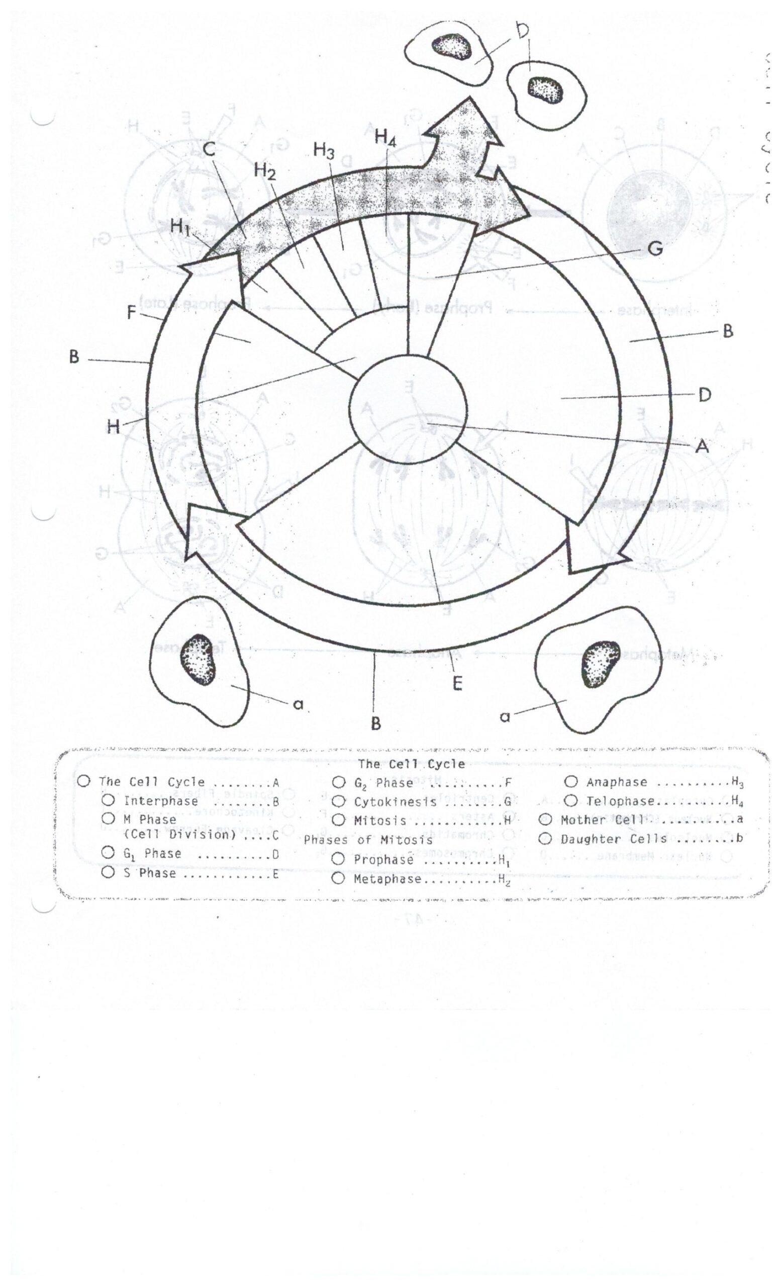 the cell cycle coloring worksheet