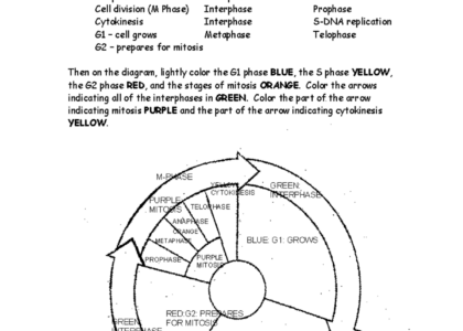 Cells And Cell Cycle Coloring Worksheet For Bio 101 Midterm Exam Studocu