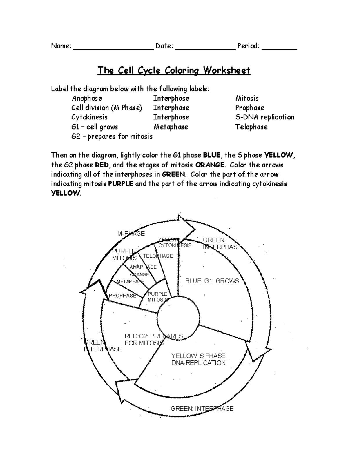 Cells And Cell Cycle Coloring Worksheet For Bio 101 Midterm Exam Studocu