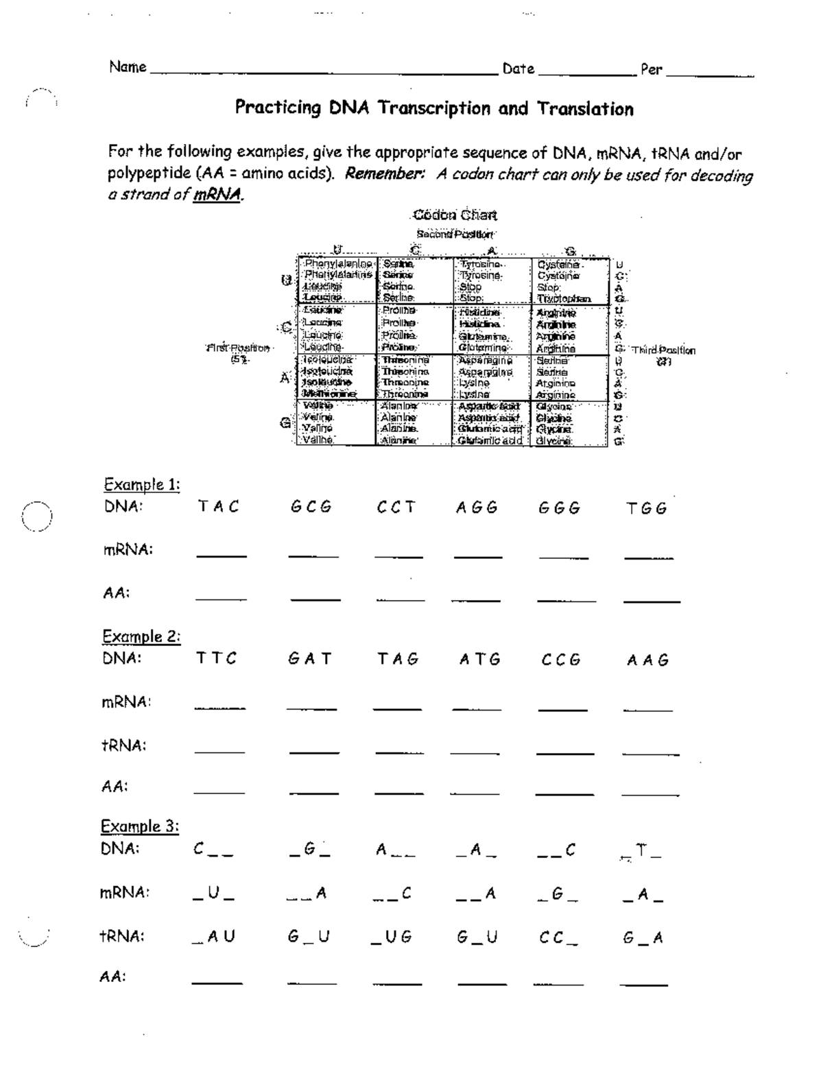 DNA Transcription And Translation Practice KEY BIOL 101 Studocu