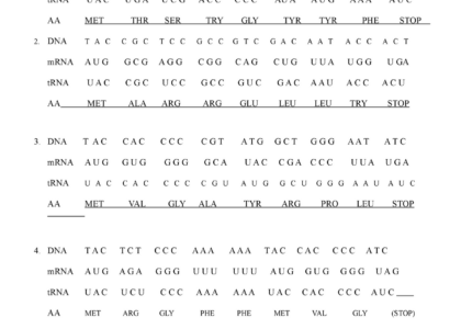 Dna Transcription Translation Worksheet Printable Study Planner