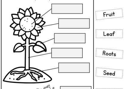 Parts Of A Plant Biological Science Worksheet Top Teacher