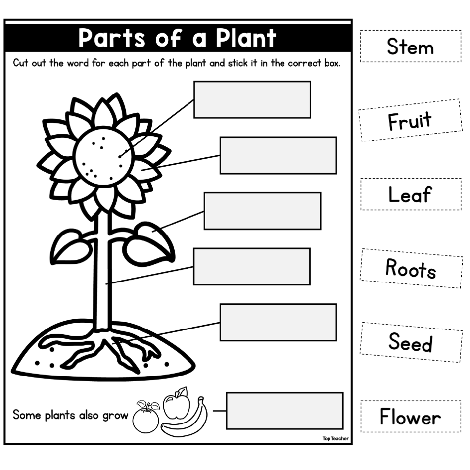 Parts Of A Plant Biological Science Worksheet Top Teacher Parts Of A Plant Biological Science Worksheet Top Teacher