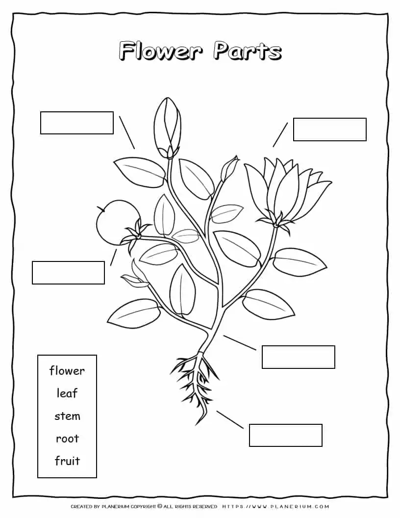 Printable Plant Parts Worksheet For Teachers Printable Plant Parts Worksheet For Teachers