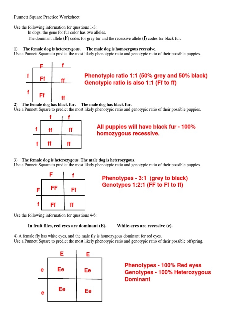 punnett square practice worksheet punnett square practice worksheet