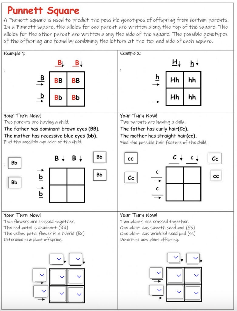Punnett Squares Practice Worksheet Printable Study Planner Punnett Squares Practice Worksheet Printable Study Planner