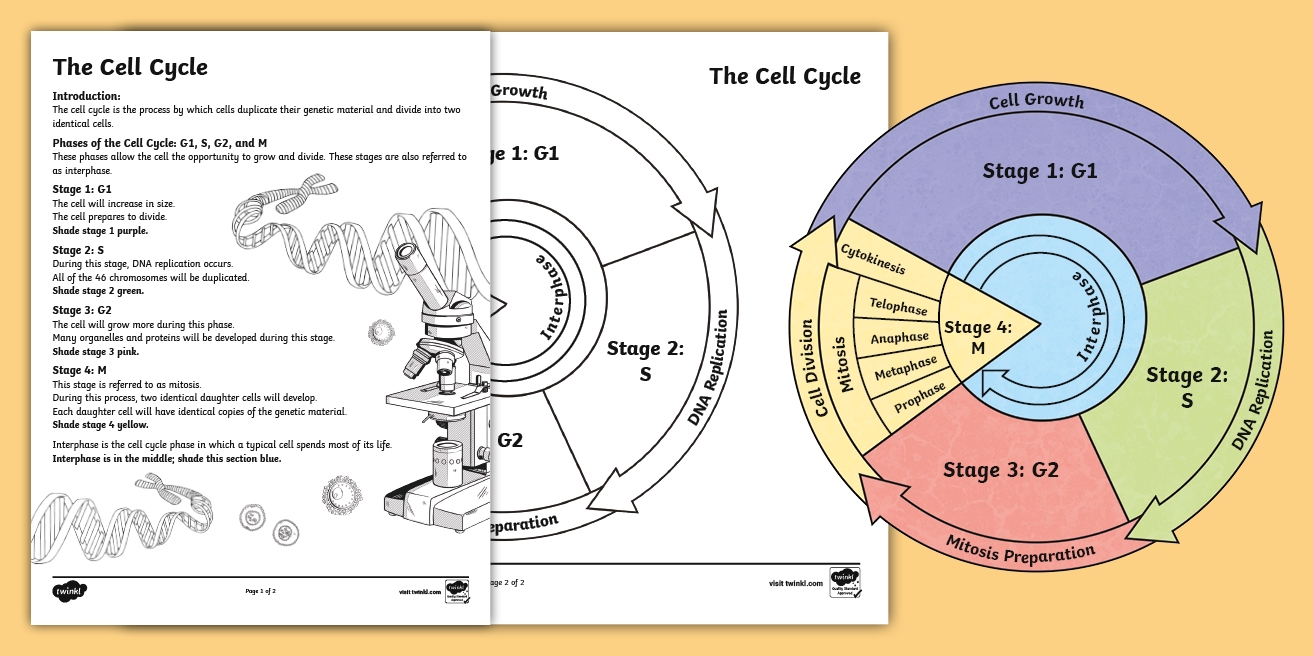 Seventh Grade The Cell Cycle Color By Number Worksheet