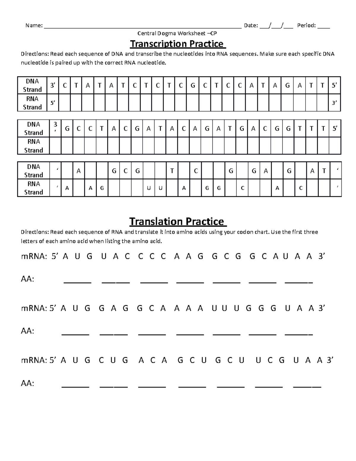 transcription and translation worksheet