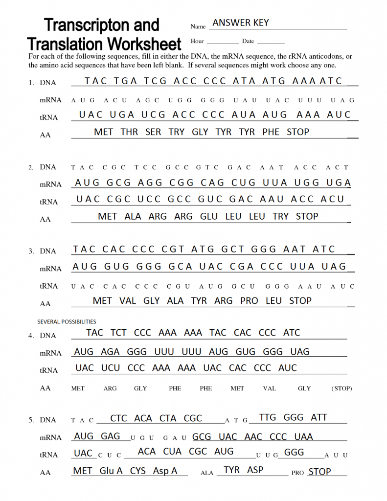 Transcription Translation Practice Worksheet Printable Art Activities